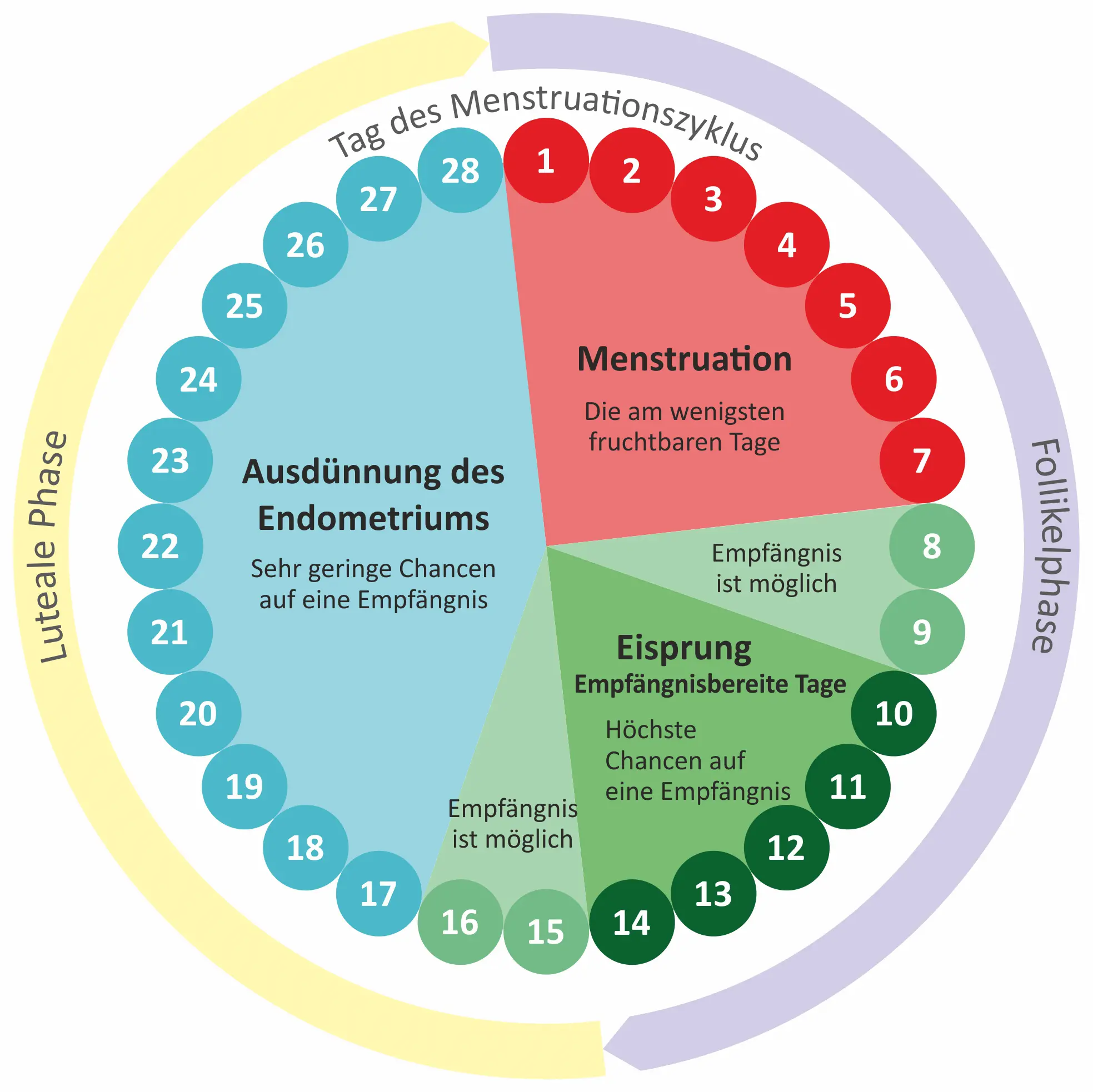 Kalender der Menstruationszyklus
